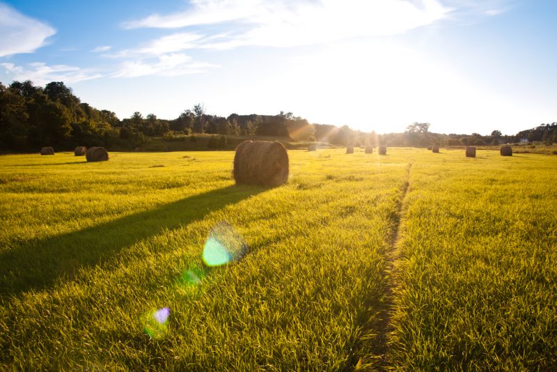 grassland with sun rays