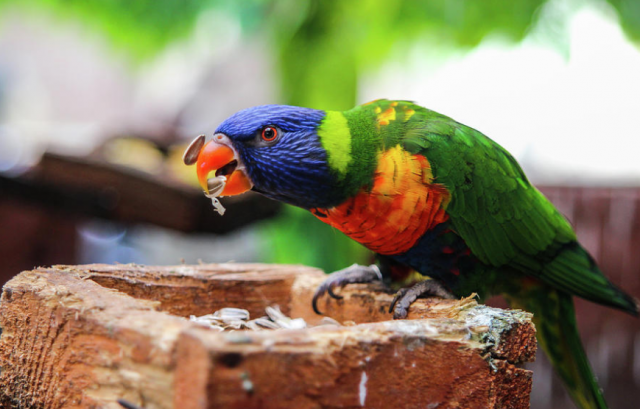 a photo of a bird