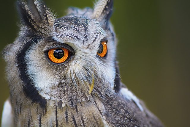 owl