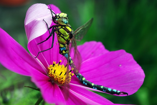 flower and insect