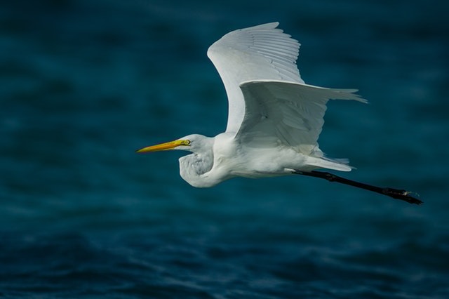 bird photography