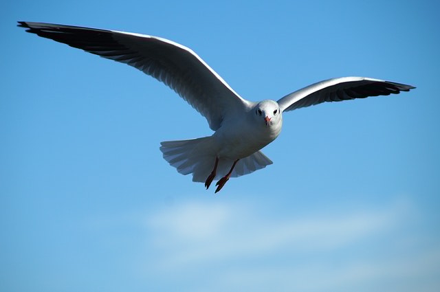 bird photography