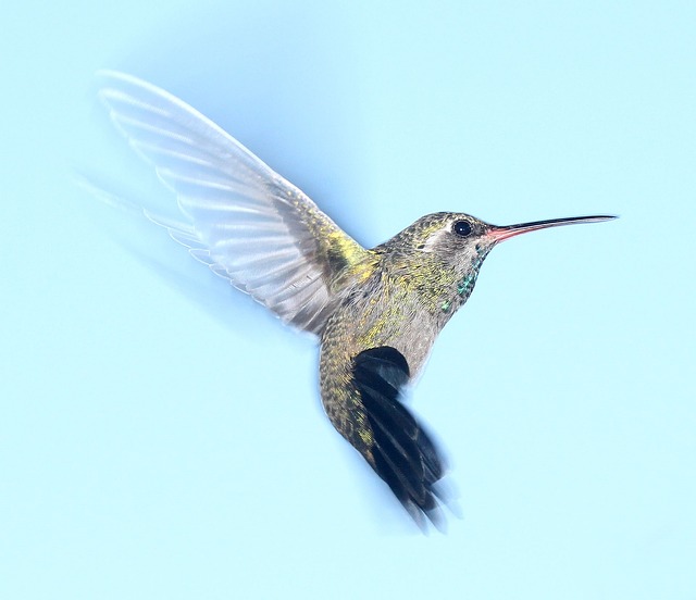 bird photography