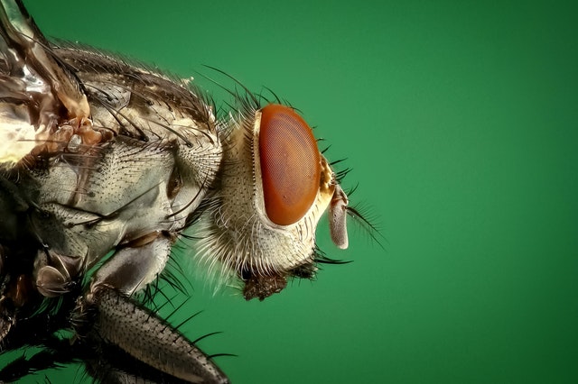 Focus Stacking technique