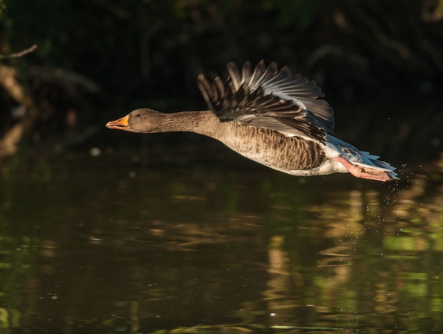 Birds Photography