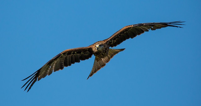 Birds Photography