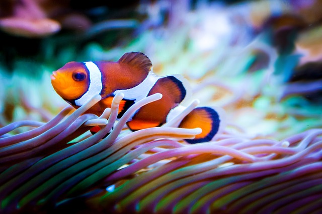 A Beginner s Guide To Underwater Photography