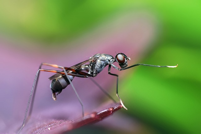 macro photography - Insect