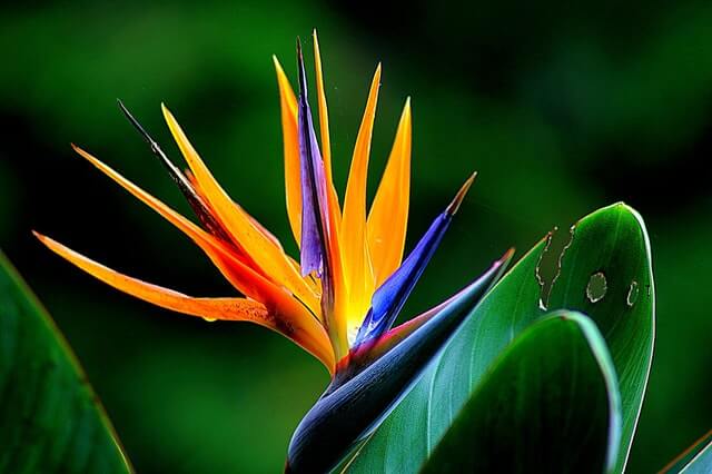 close-up flower