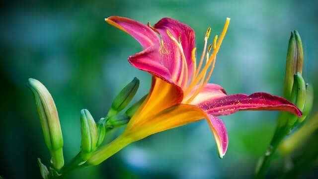 close-up flower