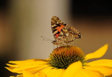 wanderfalter zonnebloem gele bovenop makrolinse vlinder schwarzer sonnenblume macrolens confuses siliconi lexikon distelfalter borboleta inhabitat wandern wohin denver donate
