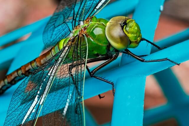 insect macro photography