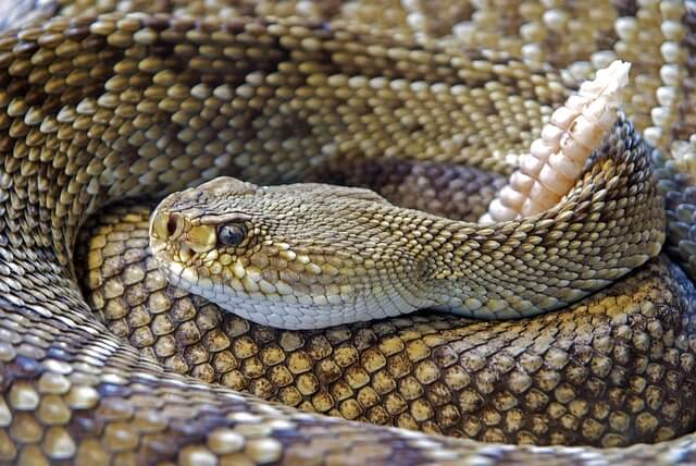 snak - macro photography