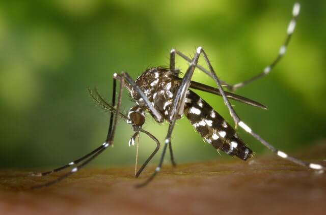 insect - macro photography