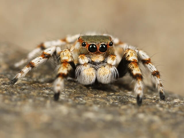 insect - macro photography