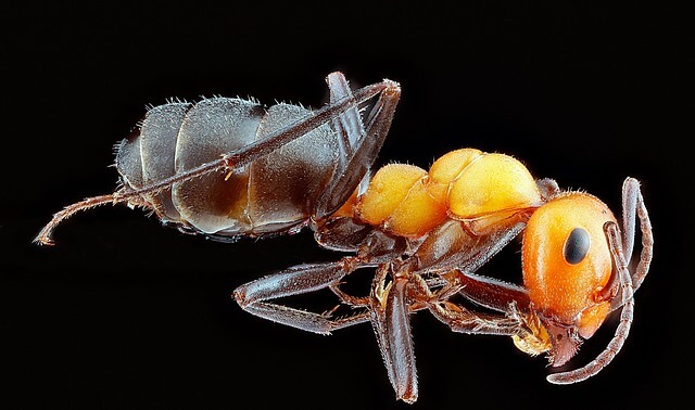 insect - macro photography