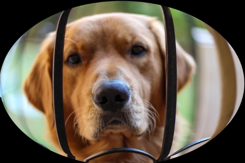 dog fisheye lens