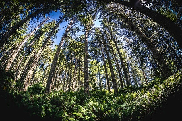 fisheye view of a wood