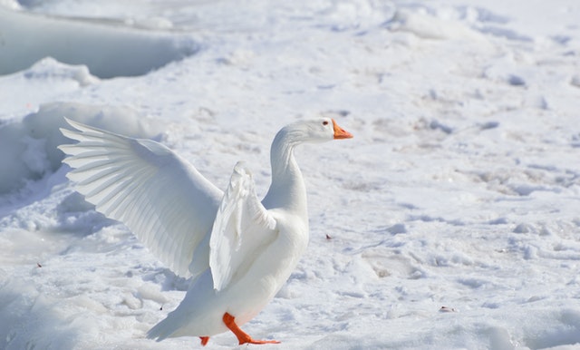 White subject in snow