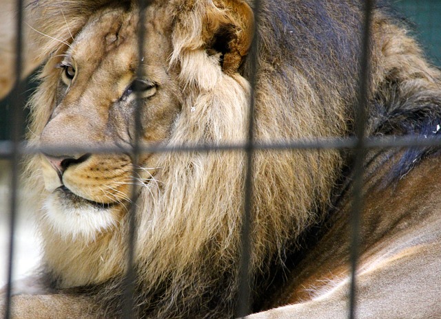 Lion in a cage 