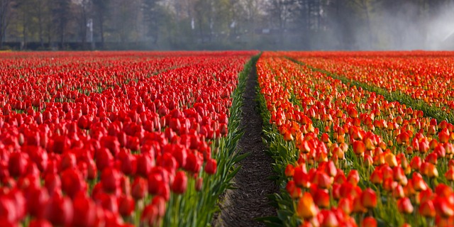 flowers field