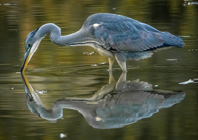 bird reflections on water