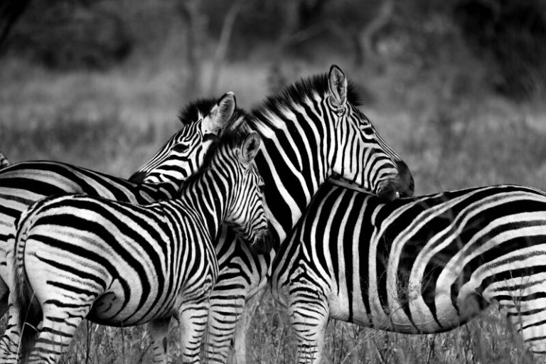 Optics On Safari Best Canon Lenses for Wildlife Photography