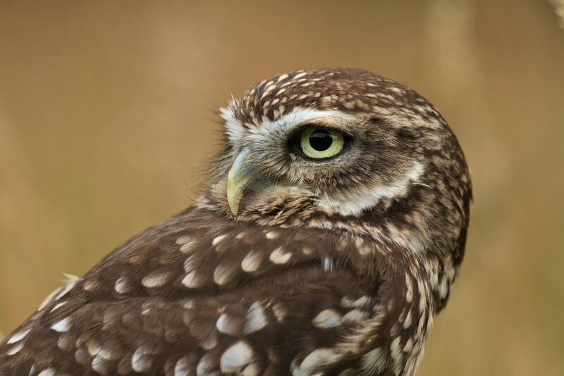 best Canon lenses for bird photography