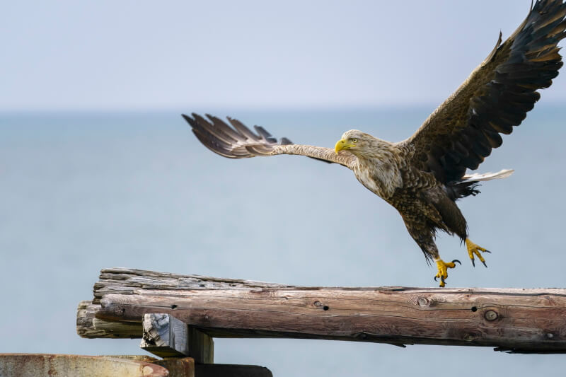 best Canon lenses for bird photography