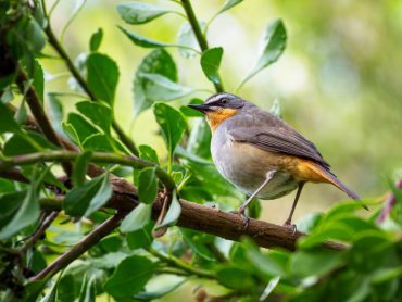 best Canon lenses for bird photography