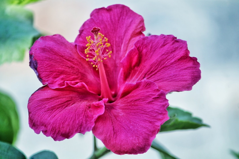Best Macro Lens for Flower Photography