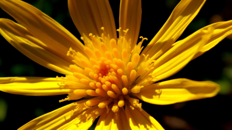 Best Macro Lens for Flower Photography