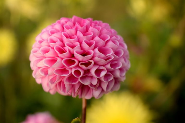 Best Macro Lens for Flower Photography Ehab Photography