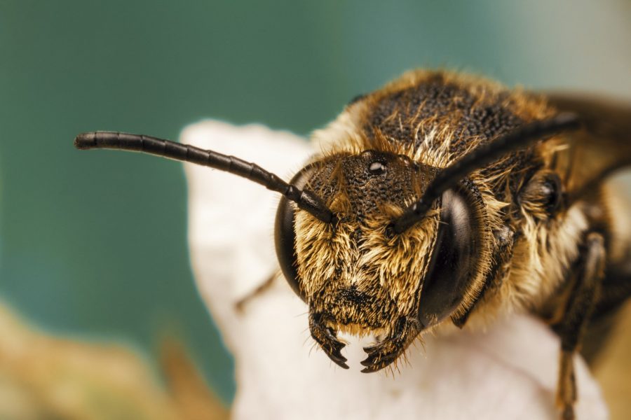 Best Macro Lens for Insect Photography