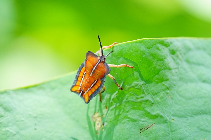 Best Macro Lens for Insect Photography