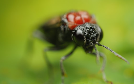 best nikon macro lens for insects