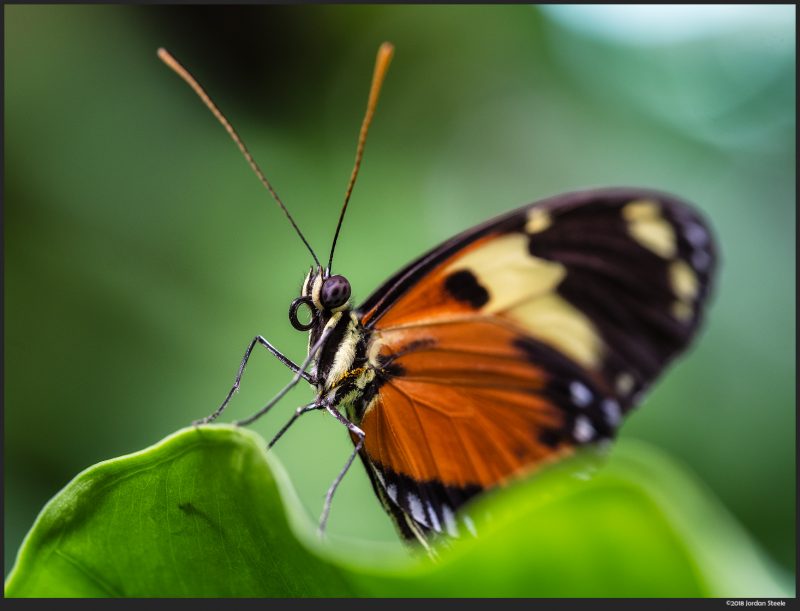 Best Macro Lens for Insect Photography