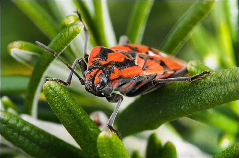 best nikon macro lens for insects