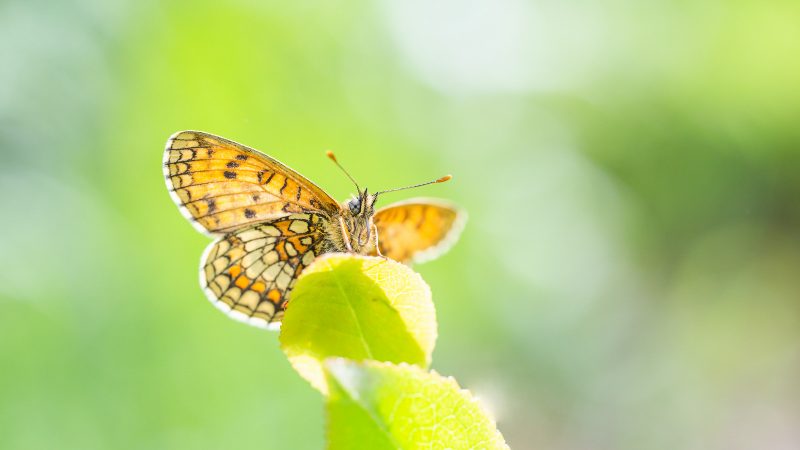 Best Macro Lens for Insect Photography