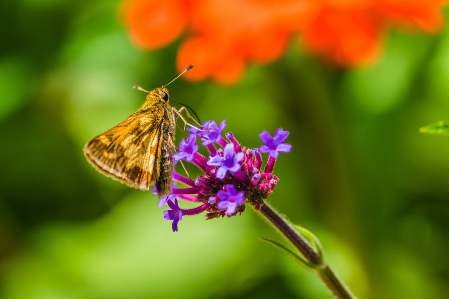 Best Macro Lens for Insect Photography
