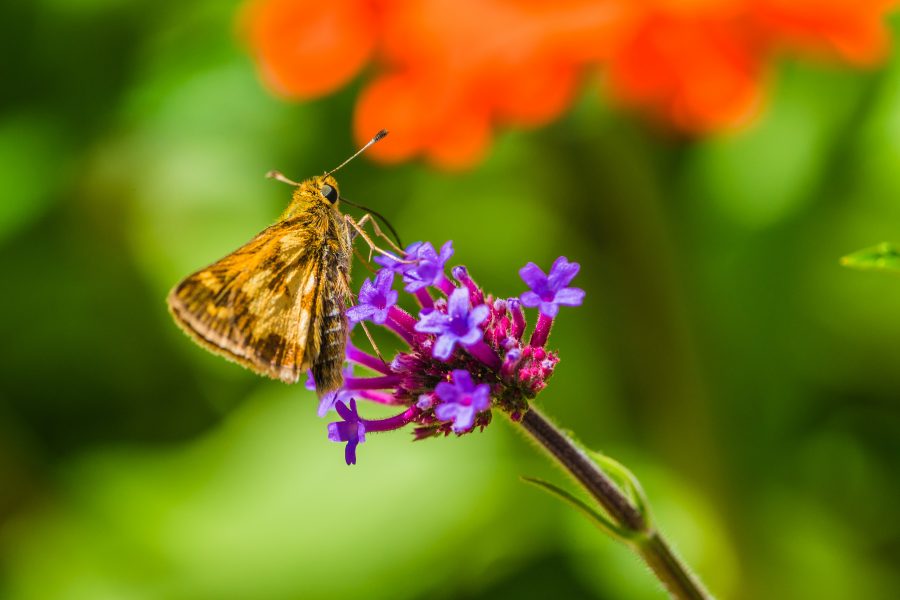 Best Macro Lens For Insect Photography - The Top 5!