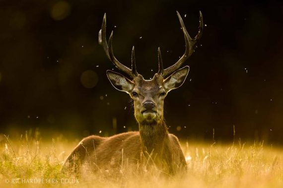 Best Nikon Camera For Wildlife Photography