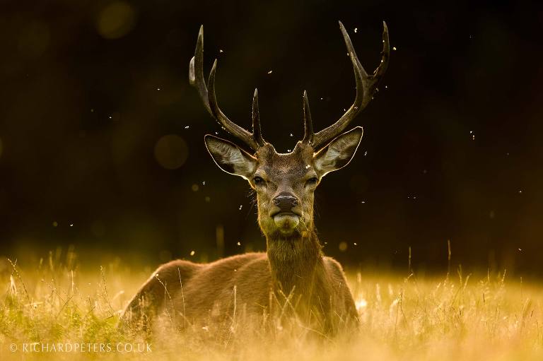 best nikon camera for wildlife photography