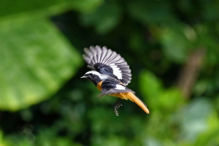 Best Nikon Camera For Wildlife Photography