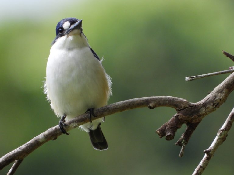 Best Nikon Camera For Wildlife Photography