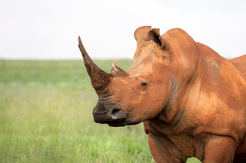 Amazing Tips to Photograph the Big 5 in Africa