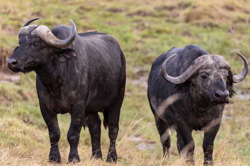 Amazing Tips to Photograph the Big 5 in Africa