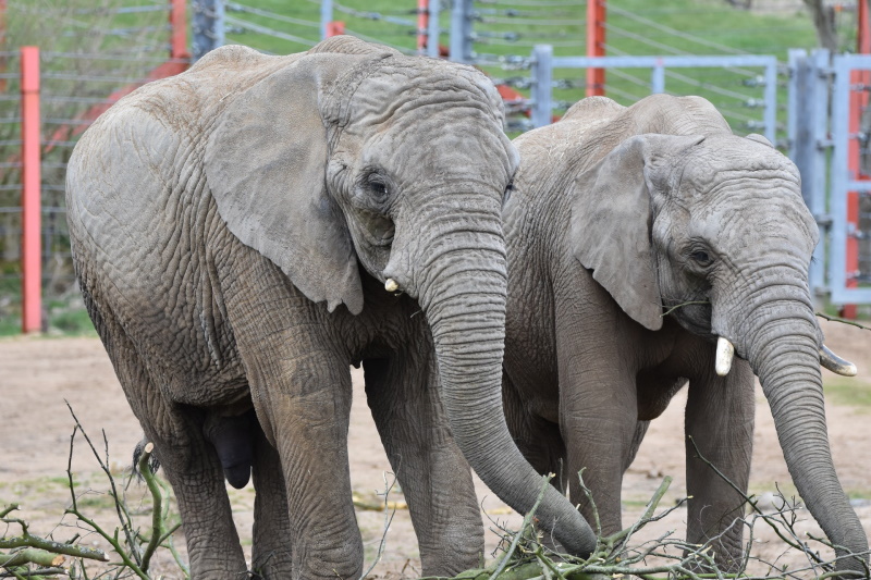 Amazing Tips to Photograph the Big 5 in Africa