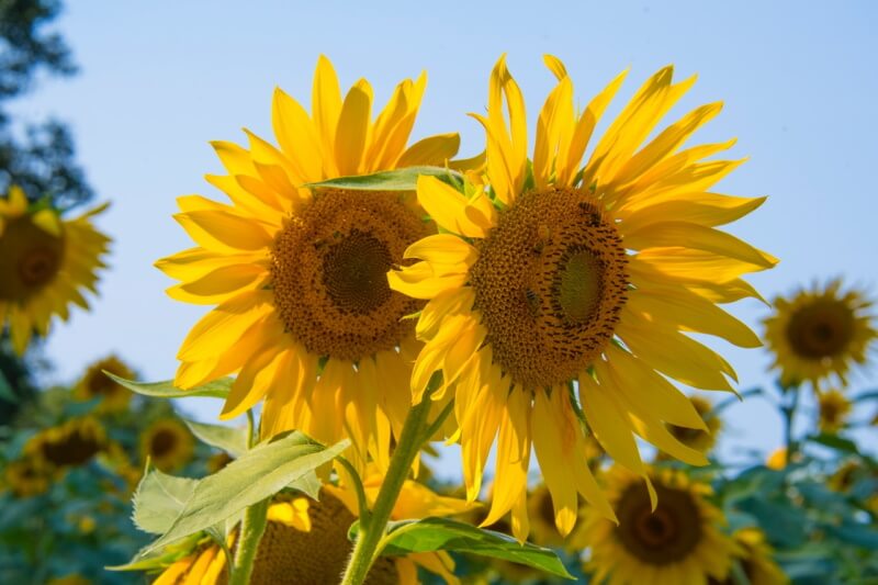 Taking Photos in Harsh Sunlight