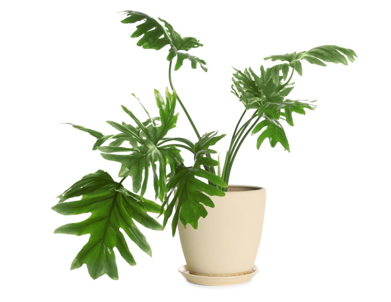 plante with white background